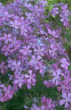 Click here to view product