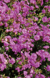 Click here to view product