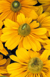 Click here to view product