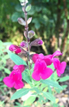 Click here to view product
