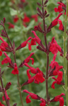 Click here to view product