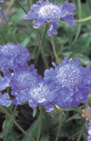 Click here to view product