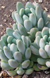 Click here to view product