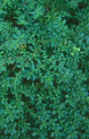 Click here to view product