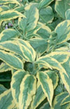 Click here to view product